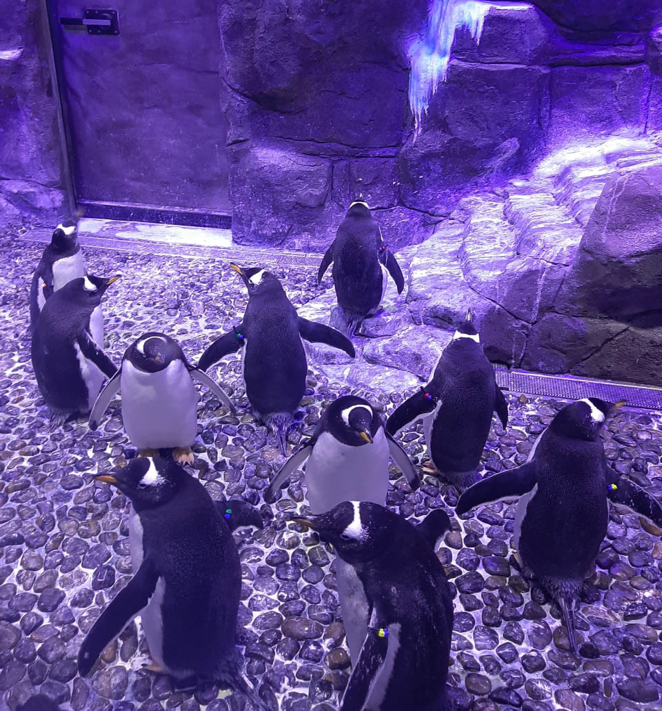 Creating Penguin Paradises with Climate-Controlled Habitats