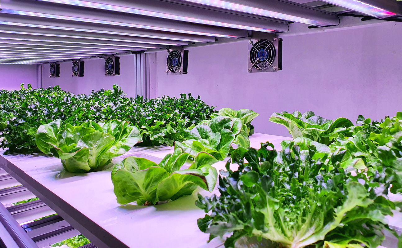 The Role of Liquid Chillers in Hydroponic Vertical Farming