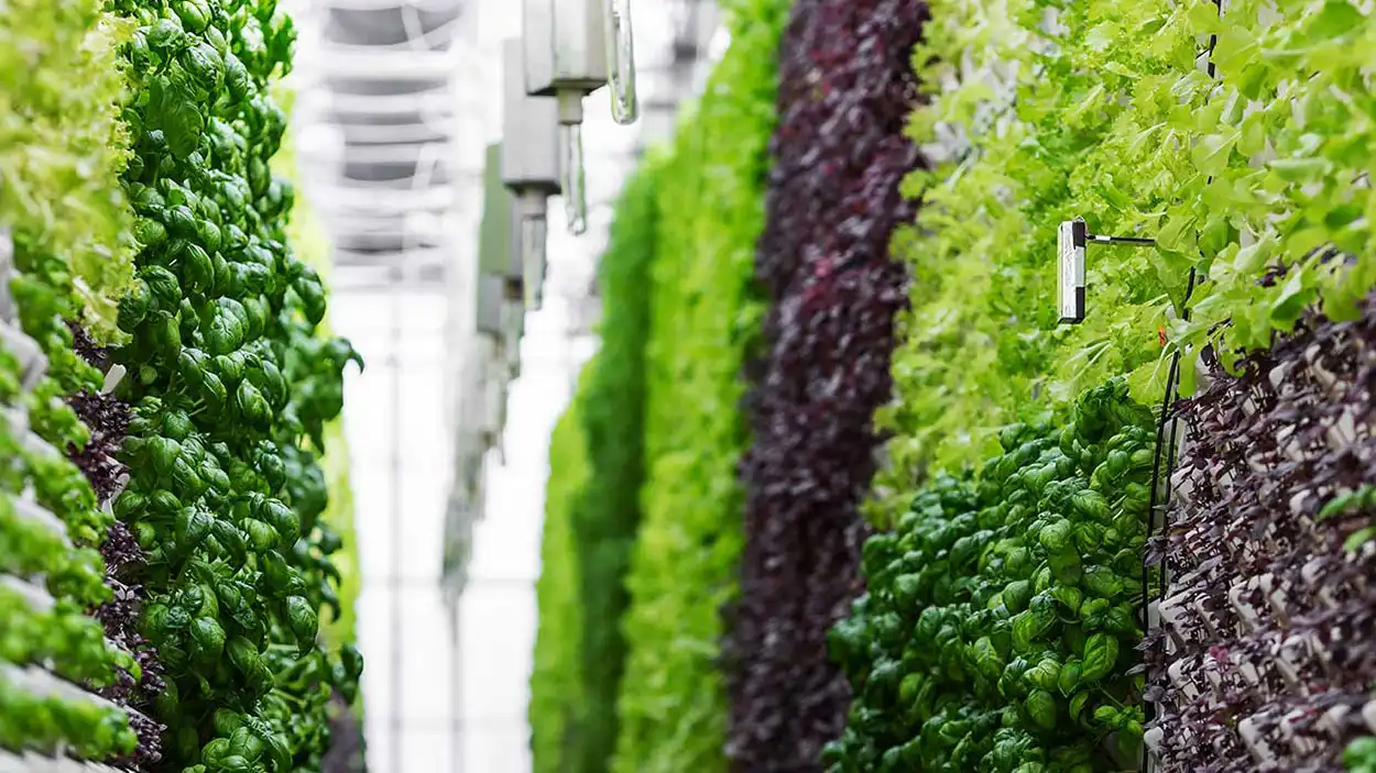 Vertical Farming | Industrial Refrigeration